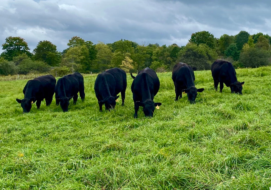 Rondrew Farms Premium Beef Delivered To Your Door